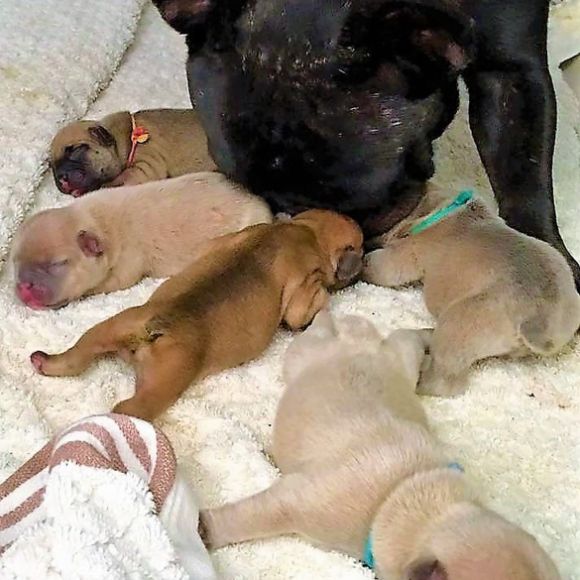 Mommy French Bulldog with newborns