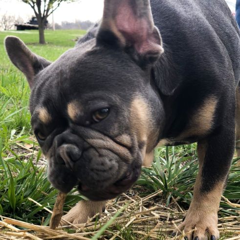 Jim and Tammy's dogs enjoy huge grassy areas in which to play and run around