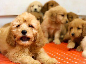 Tara Gerdes & Julie Anderson Puppies Animal Kingdom Arizona