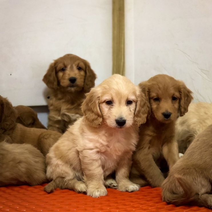 Golden Retriever Puppies