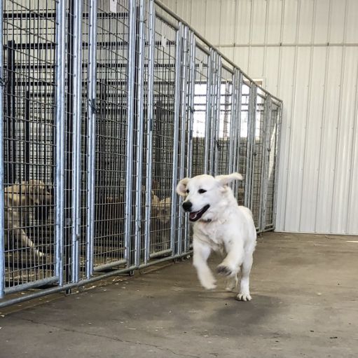 Indoor/Outdoor Kennels