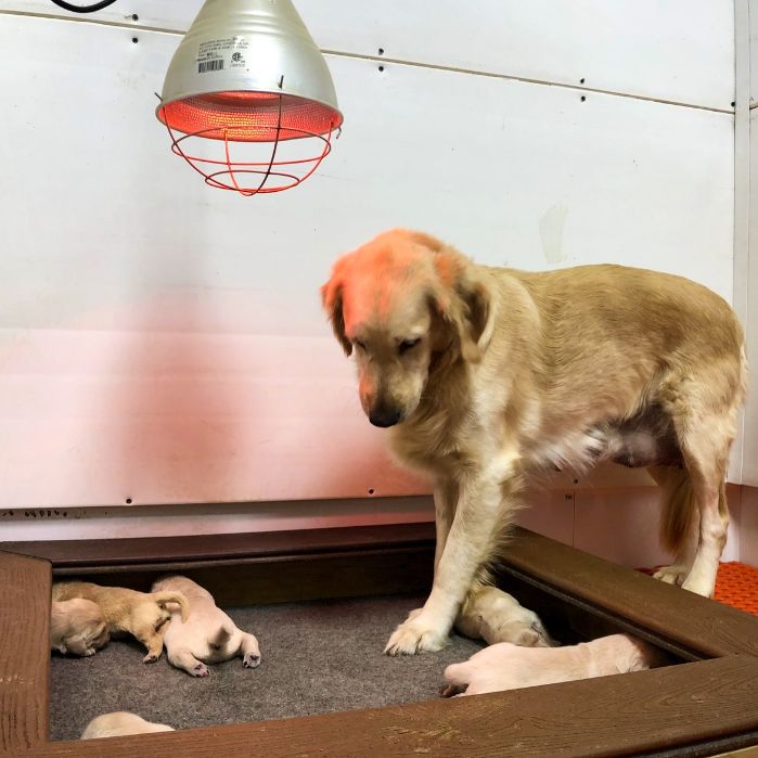 Mama Golden Retriever and Puppies