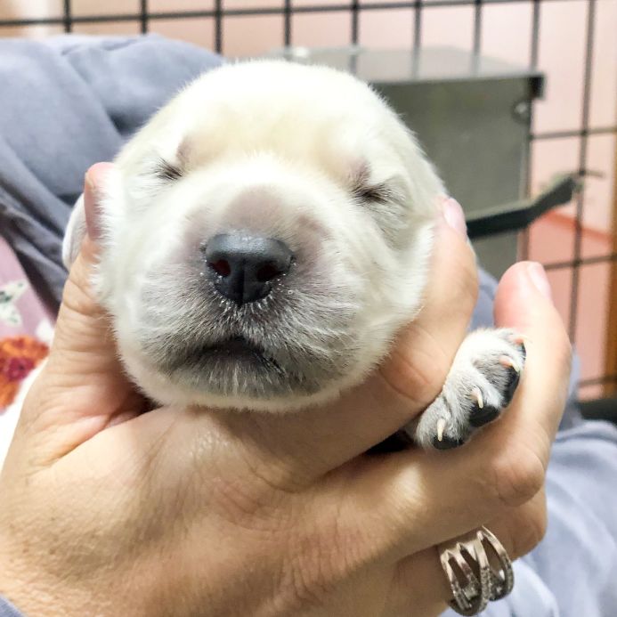 Newborn Golden (aaaahhhh)