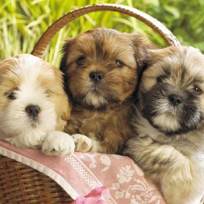 Puppy Breeds for Sale - Animal Kingdom | Puppies N Love
