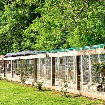 Spacious Dog Kennels