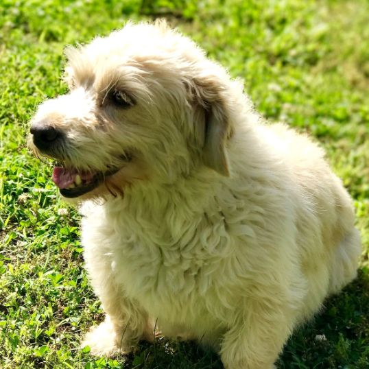 Adorable Mini Goldendoodle