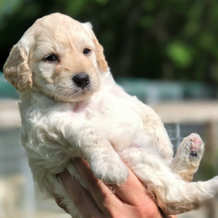 Goldendoodle Puppy