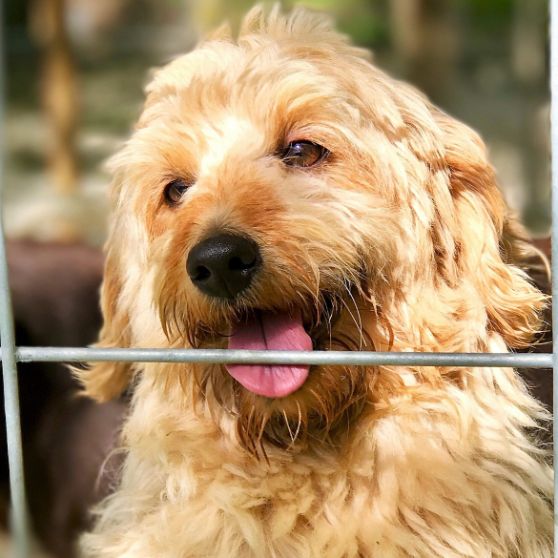 Goldendoodle Doggy