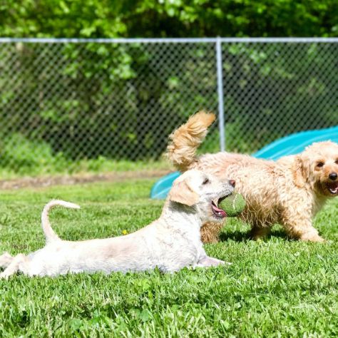 Dogs Playing Outdoors