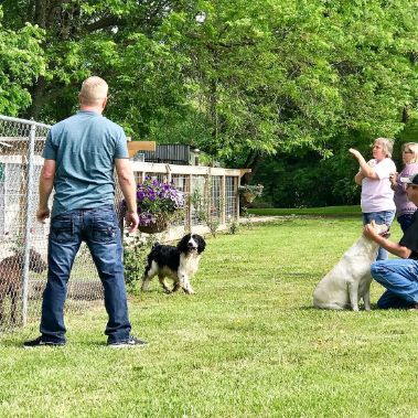 Vickie\'s Kennels and Dogs