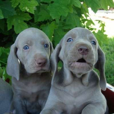 Weimaraner Puppies Animal Kingdom Arizona