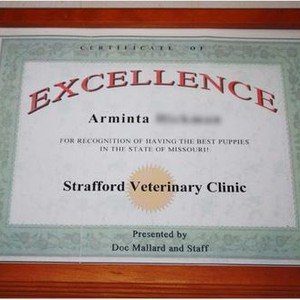 Arminta\'s certificate of excellence from the vet