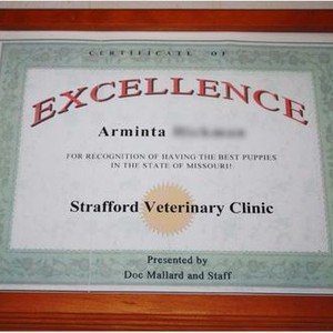 Arminta\'s certificate of excellence from the vet