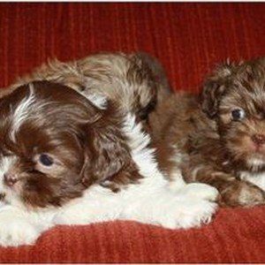 Shih Tzu puppies