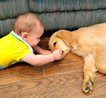 golden retriever puppy with baby