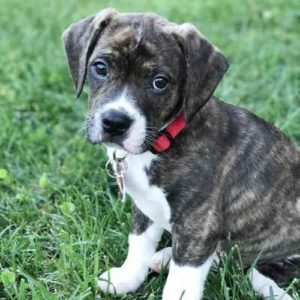 Boggle Puppies For Sale Animal Kingdom Arizona