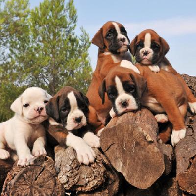 Boxer Puppies Animal Kingdom Arizona