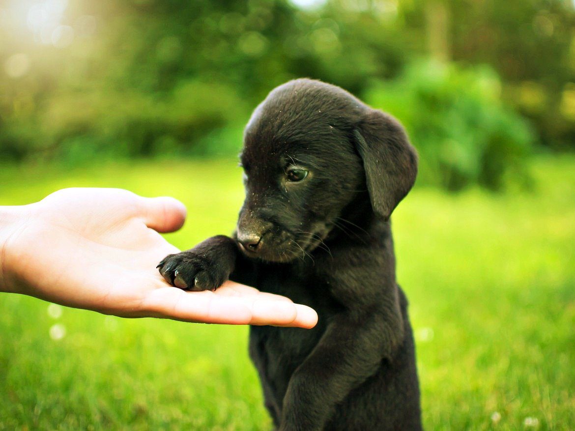 brown puppy with paw in human hand