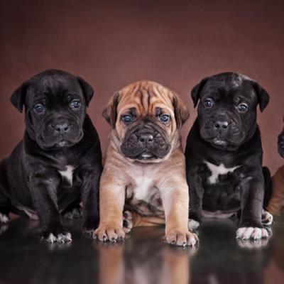 Cane Corso Puppies Animal Kingdom Arizona