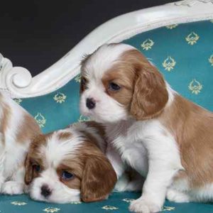 king charles spaniel puppies for sale