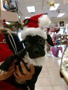 boxer puppy with santa hat