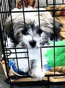 chinese crested puppy