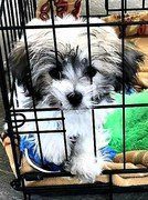 chinese crested puppy