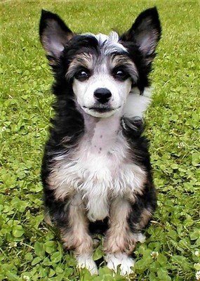 Chinese crested dog shop breeders