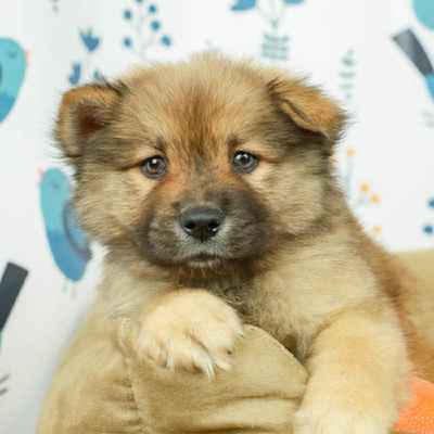 Chowsky Puppies Animal Kingdom Arizona