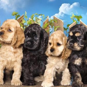 american cocker spaniels for sale near me