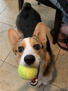 corgi puppy with tennis ball