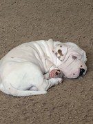 english bulldog puppy