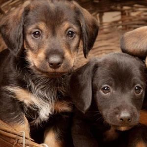 long hair weenie dog puppies