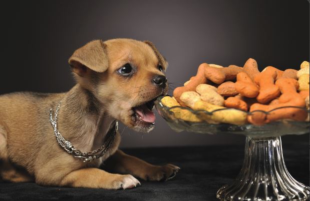 puppy mouthing at a glass bowl with dog treats