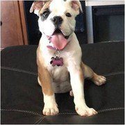 english bulldog puppy