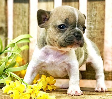 french bulldog puppy