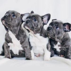 French Bulldog Puppies Puppies For Sale Animal Kingdom Arizona