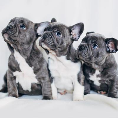 French Bulldog Puppies Animal Kingdom