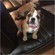 french bulldog puppy on a couch