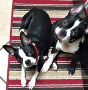 two boston terrier puppies