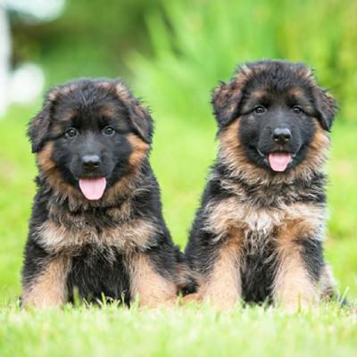 German Shepherd Puppies Animal Kingdom Arizona