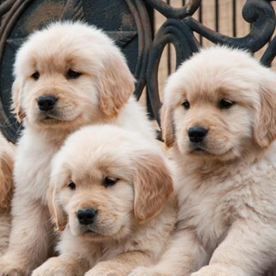 Three golden retriever puppies sitting