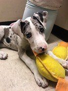 great dane puppy with yellow toy