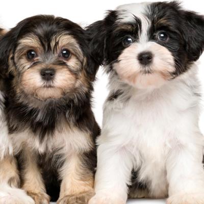 two havanese puppies sitting