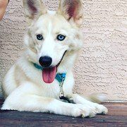 tan husky puppy