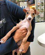 italian greyhound puppy