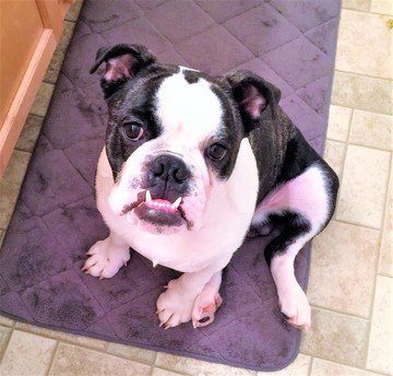 english bulldog puppy