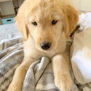 golden retriever puppy in blanket