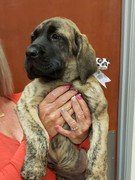 mastiff puppy held