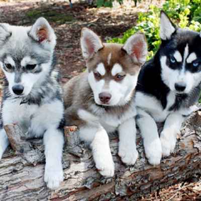 Klee Kai Puppies Animal Kingdom Arizona